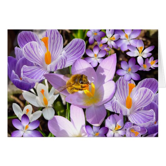Bee Gathering Nectar from Crocus flowers (Front Horizontal)