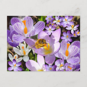 Bee Gathering Nectar from Crocus Postcard