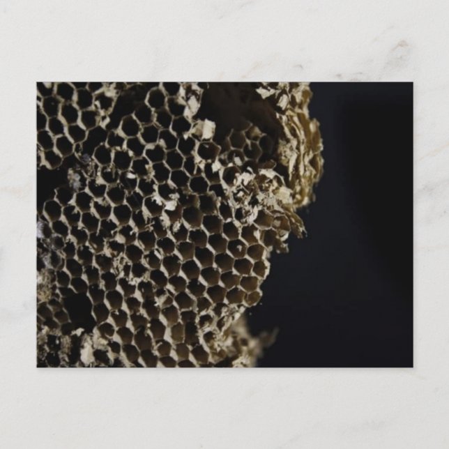 Bee Hive Postcard (Front)