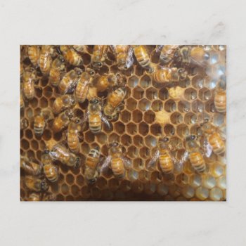 Bee Hive Postcard by ChristyWyoming at Zazzle