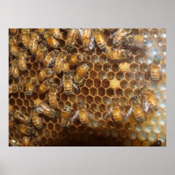 Bee Hive Poster by ChristyWyoming at Zazzle