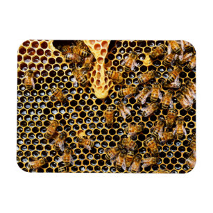 Bee Hive with Honeycomb Up Close Magnet