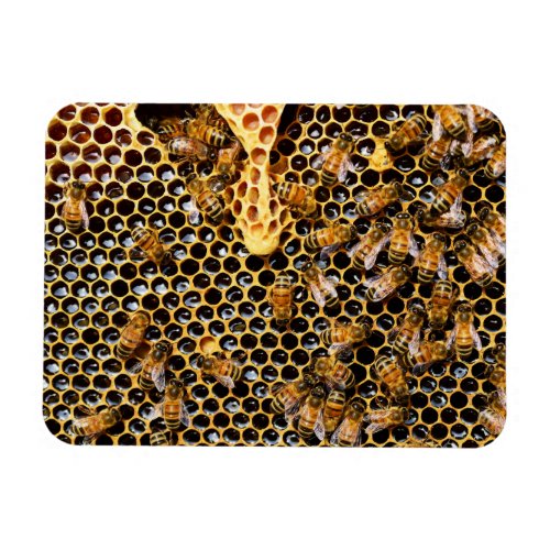 Bee Hive with Honeycomb Up Close Magnet