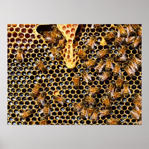 Bee Hive with Honeycomb Up Close Poster