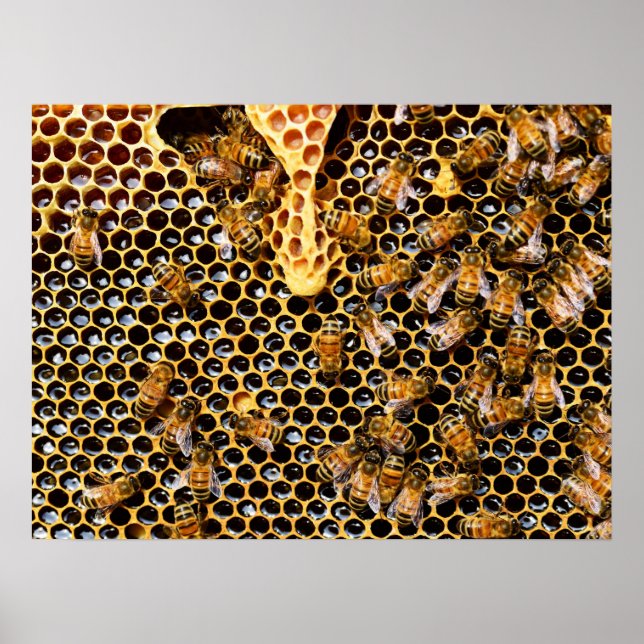 Bee Hive with Honeycomb Up Close Poster (Front)