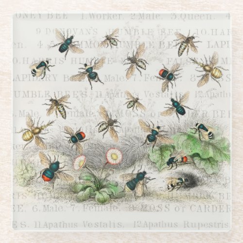 Bee Honey Worker Queen Bees Antique  Glass Coaster