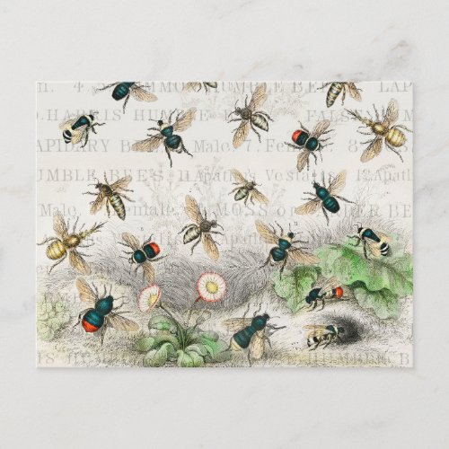 Bee Honey Worker Queen Bees Antique  Postcard