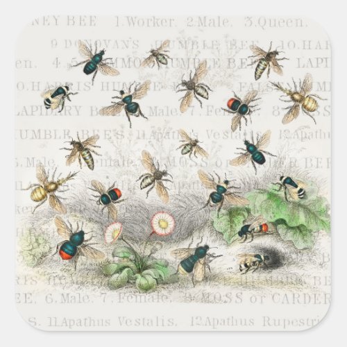 Bee Honey Worker Queen Bees Antique  Square Sticker