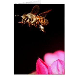 Bee in Flight Cards