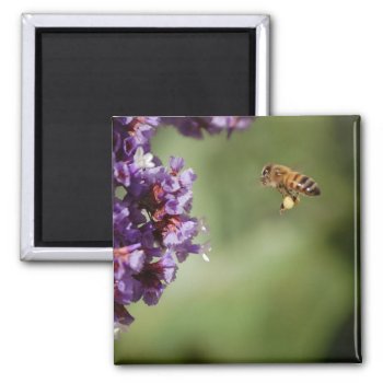 Bee In Flight Magnet by pulsDesign at Zazzle