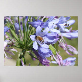 Bee in Flower Screwball Graphics Poster
