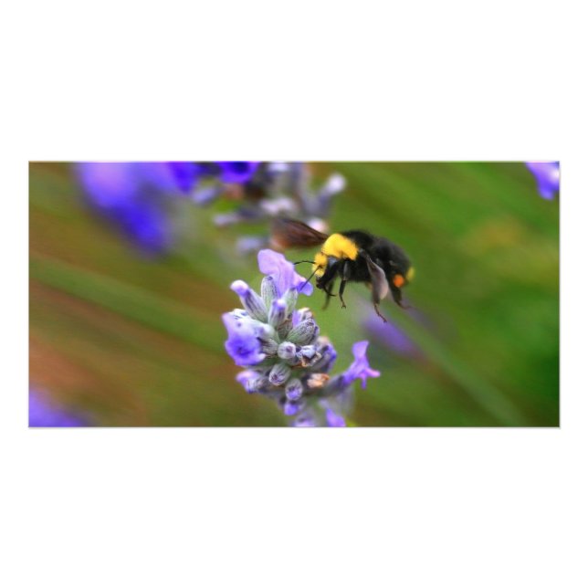 Bee in Lavender Card (Front)