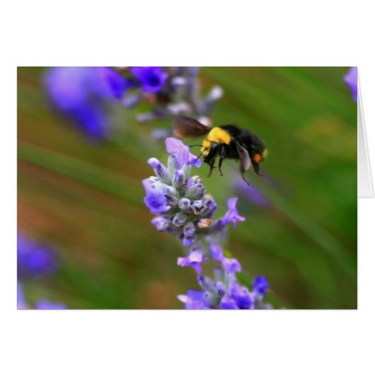 Bee in Lavender Cards (Front Horizontal)