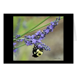 Bee in Lavender Cards