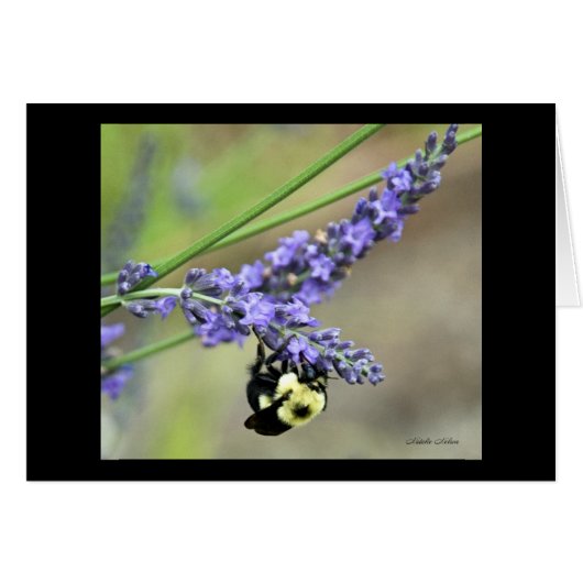 Bee in Lavender Cards (Front Horizontal)