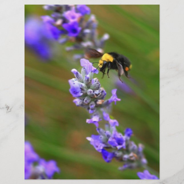 Bee in Lavender Flyer (Front)