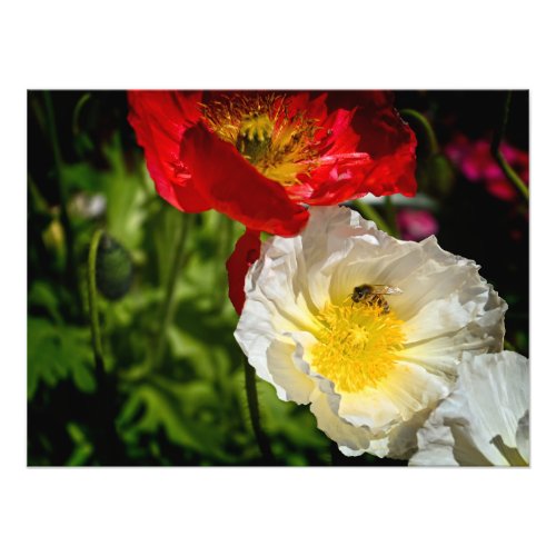 Bee in Nature Photo Print