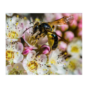 Bee In The Neighborhood 20 x 16 Acrylic Wall Art