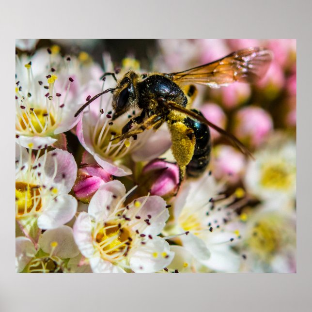 Bee in the Neighborhood 28x24 Archival Print (Front)