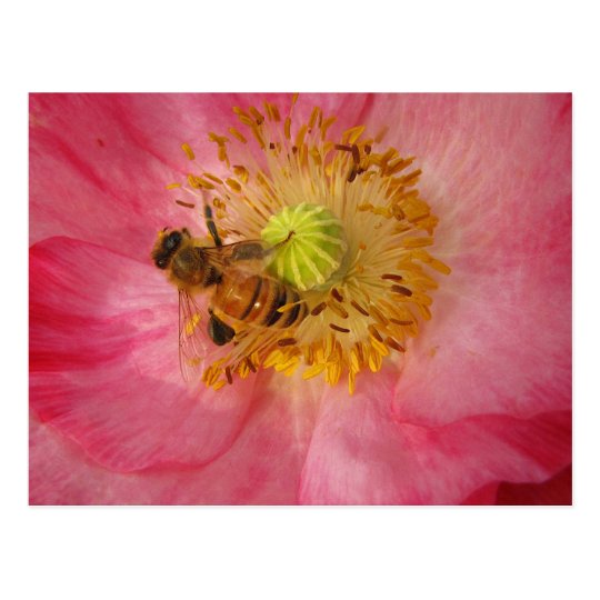 Bee in the Poppy Postcard