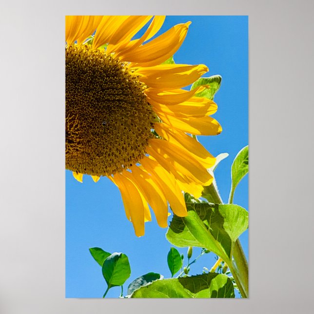 Bee in the sunflower poster (Front)
