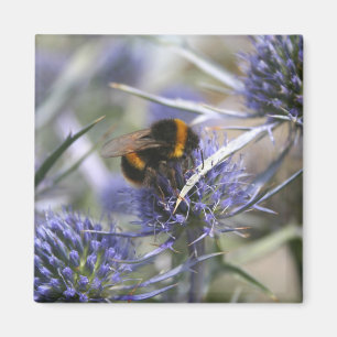 Bee in thistle magnet