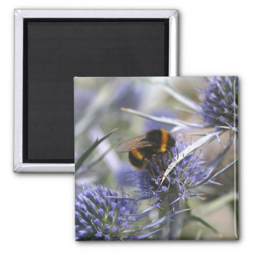 Bee in thistle magnet