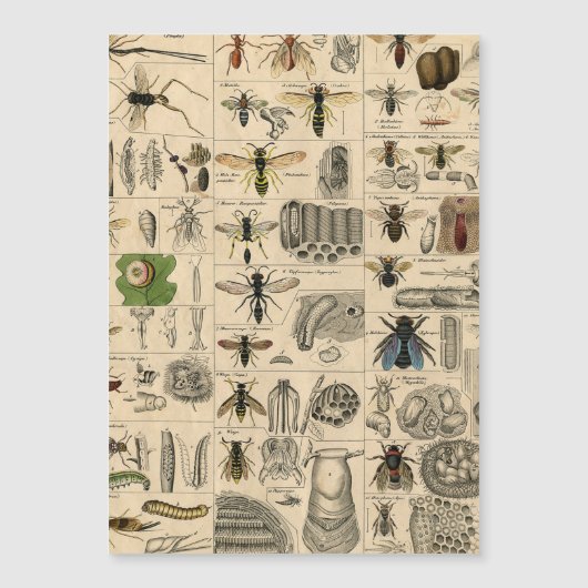 Bee Insect Bug Wasp Natural Nature Bees Painting (Front)