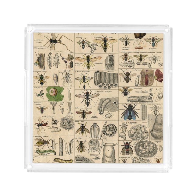 Bee Insect Bug Wasp Natural Nature Bees Painting Acrylic Tray (Front)