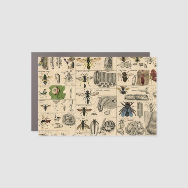 Bee Insect Bug Wasp Natural Nature Bees Painting Car Magnet (Front)