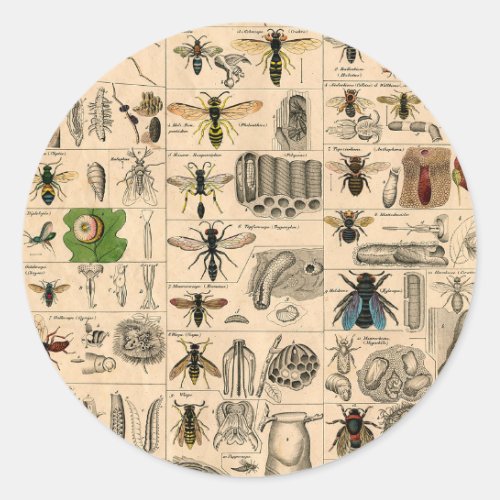 Bee Insect Bug Wasp Natural Nature Bees Painting Classic Round Sticker
