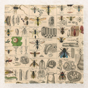 Bee Insect Bug Wasp Natural Nature Bees Painting Glass Coaster