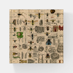 Bee Insect Bug Wasp Natural Nature Bees Painting Paperweight