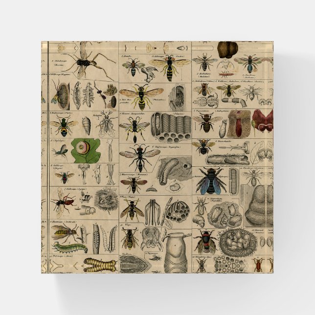 Bee Insect Bug Wasp Natural Nature Bees Painting Paperweight (Front)