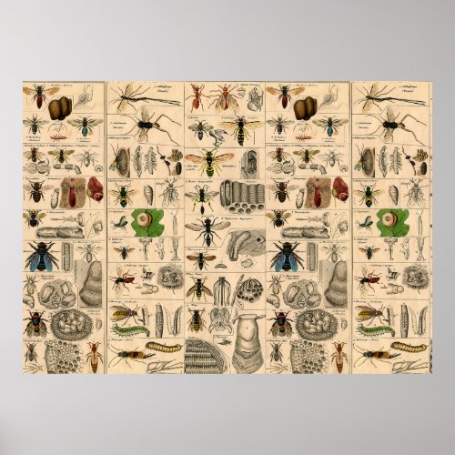 Bee Insect Bug Wasp Natural Nature Bees Painting Poster