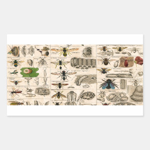 Bee Insect Bug Wasp Natural Nature Bees Painting Rectangular Sticker