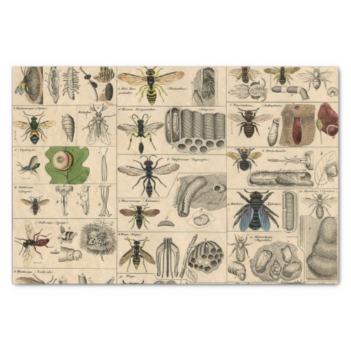 Bee Insect Bug Wasp Natural Nature Bees Painting Tissue Paper