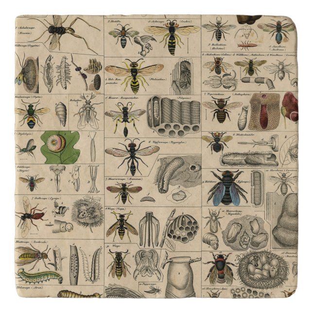 Bee Insect Bug Wasp Natural Nature Bees Painting Trivet (Front)