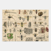 Bee Insect Bug Wasp Natural Nature Bees Painting Wrapping Paper Sheets (Front 2)