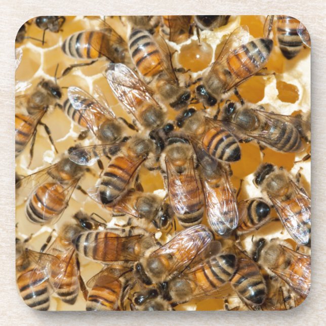 Bee keeping at Arlo's Honey Farm Beverage Coaster (Front)