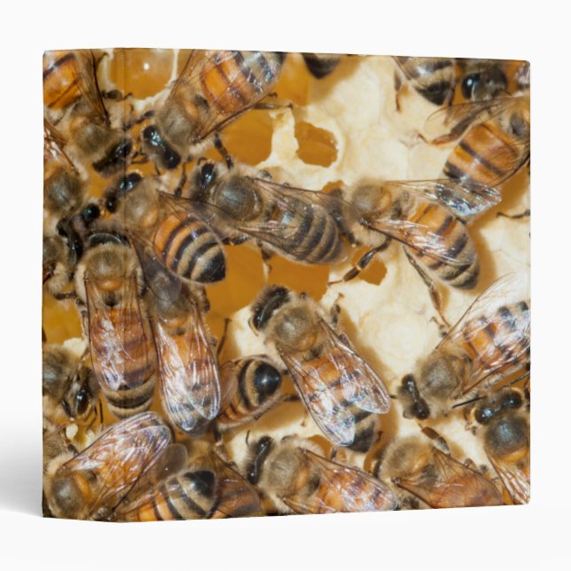 Bee keeping at Arlo's Honey Farm Binder (Front/Spine)