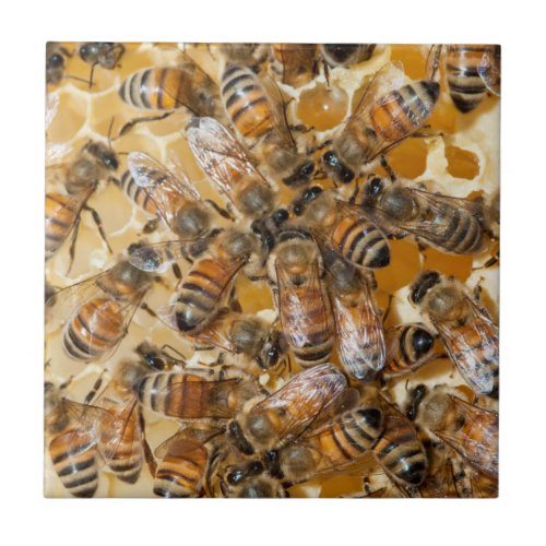 Bee keeping at Arlos Honey Farm Ceramic Tile