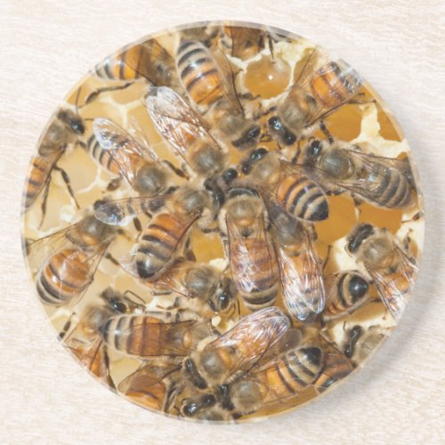 Bee keeping at Arlos Honey Farm Drink Coaster