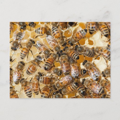 Bee keeping at Arlos Honey Farm Postcard