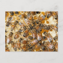 Bee keeping at Arlo's Honey Farm Postcard