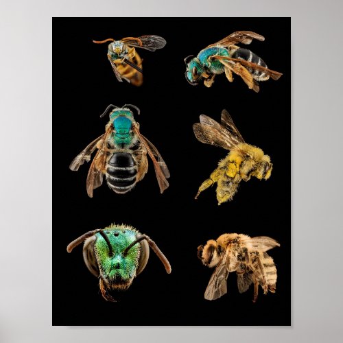 Bee Magnified pictures photos bugs insects bees Poster