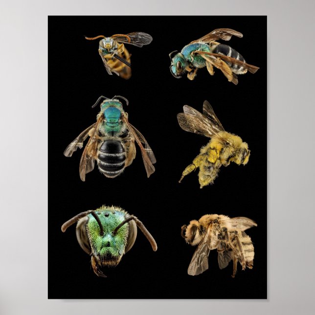 Bee Magnified pictures photos bugs insects bees Poster (Front)