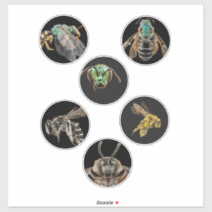 Bee Magnified pictures photos bugs insects bees Sticker