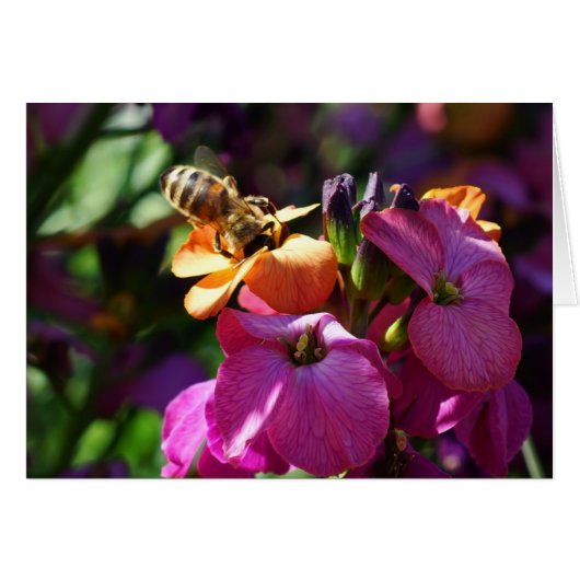 Bee 'n Beauty Cards (Front Horizontal)