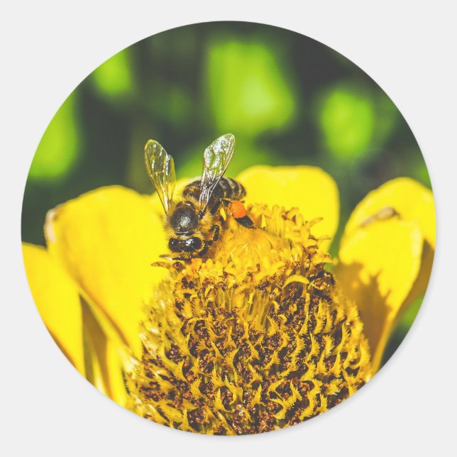 bee n yellow flower  classic round sticker (Front)